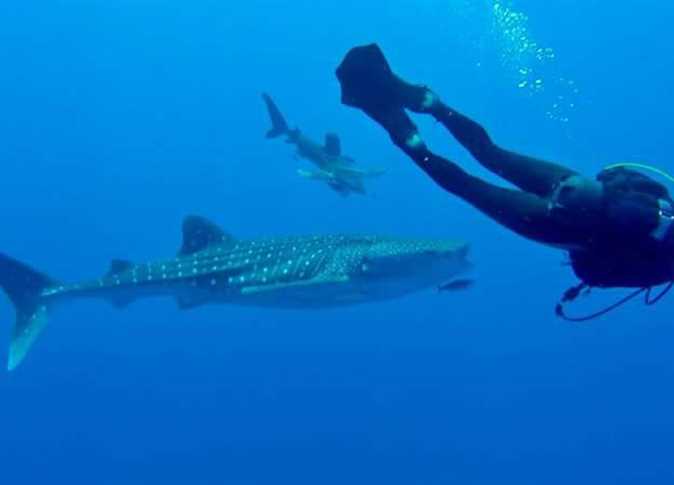 بالصور: قرش الحوت يرصد جنوب مرسى علم