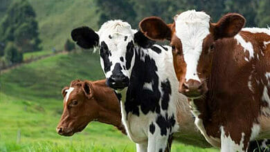 توقف الصين عن شراء لحوم البقر من البرازيل بملايين الدولارات