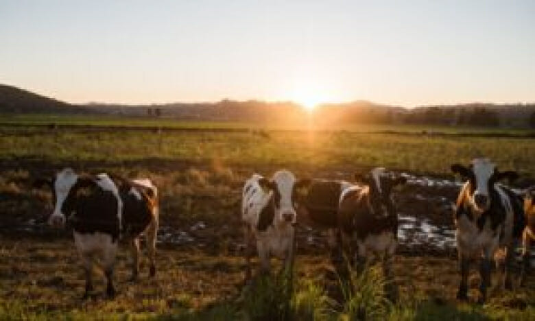 مخزون الماشية في الولايات المتحدة ينخفض ​​إلى أدنى مستوى في ما يقرب من عقد من الزمان: وزارة الزراعة الأمريكية