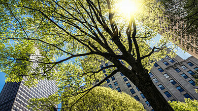 تعيد المدن التفكير في أنواع الأشجار التي يزرعونها