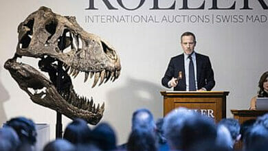 من المتوقع أن يجلب هيكل T. rex skeleton الملايين في مزاد زيورخ