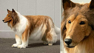 أنفق رجل من اليابان 14000 يورو ليصبح كلبًا
