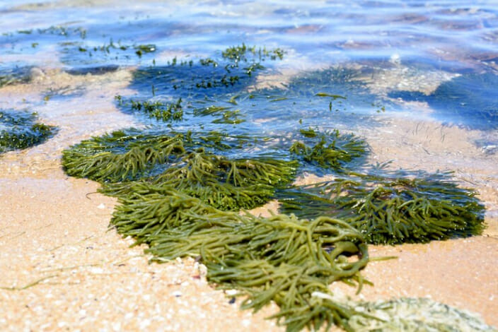 باحثون يحذرون من الأعشاب البحرية التي تحتوي على بكتيريا آكلة اللحوم على شواطئ فلوريدا