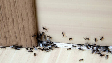 كيف نطرد النمل من بيتنا للأبد؟