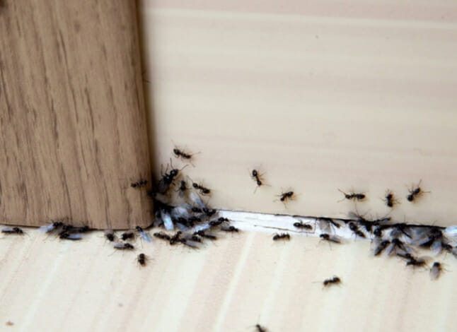 كيف نطرد النمل من بيتنا للأبد؟