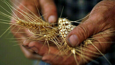 وتتوقع مصر أن تبدأ شراء القمح الممول من الإمارات في يناير كانون الثاني