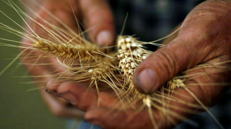 وتتوقع مصر أن تبدأ شراء القمح الممول من الإمارات في يناير كانون الثاني